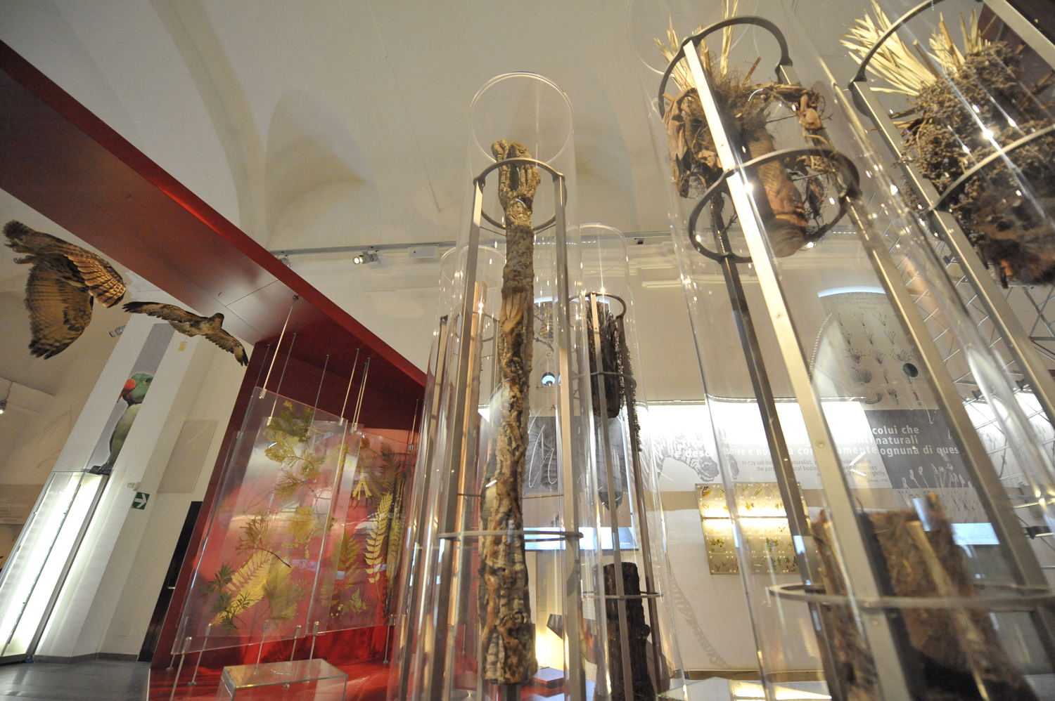 Riapre il museo di scienze naturali a Torino Riapre il museo di scienze naturali a Torino