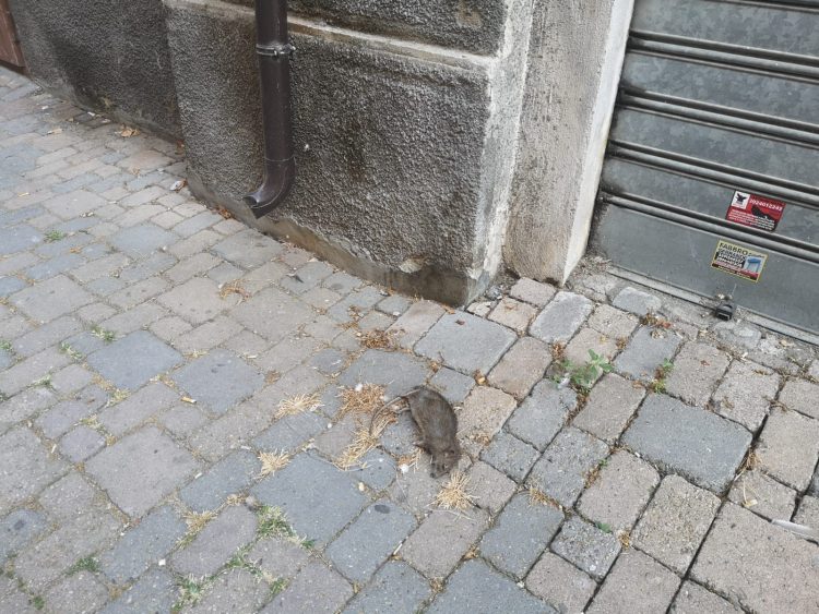 CARMAGNOLA – Topi morti trovati in via Bellini