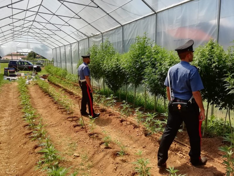 Coltivava droga in serra: arrestato