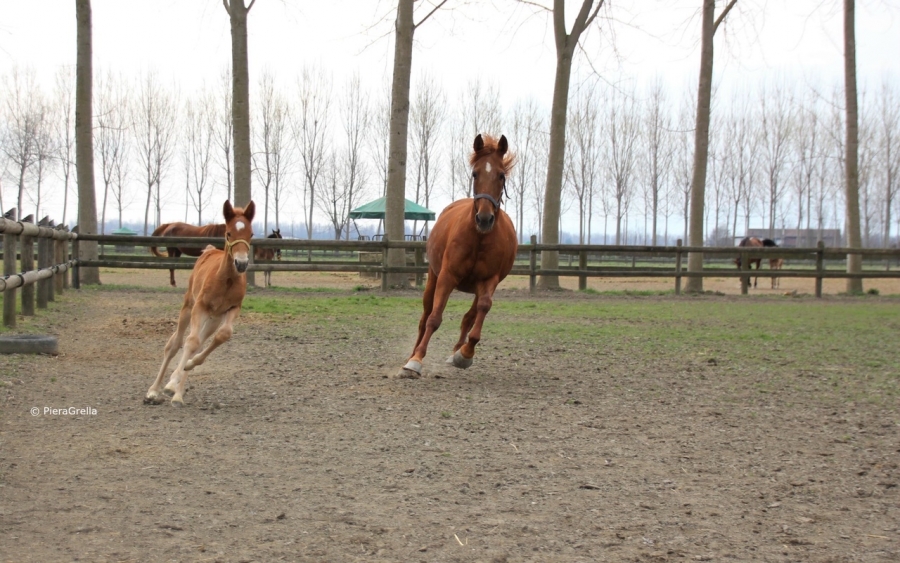 VINOVO – Ippodromo fermo, ma nascono le future stelle della pista