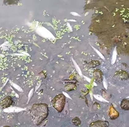 SANTENA – Moria di pesci nel Banna: probabile anossia