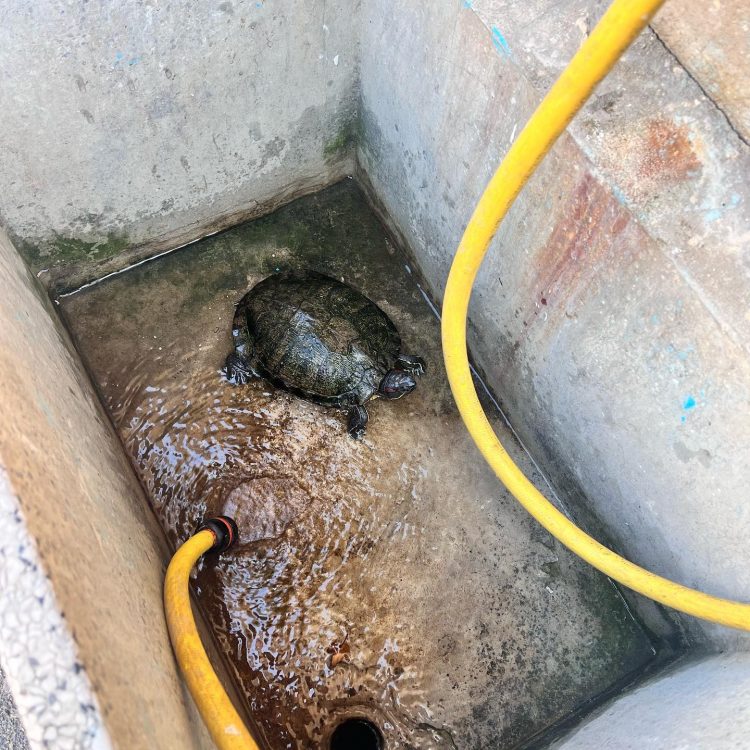 NICHELINO – Tartaruga trovata in mezzo alla strada, salvata e portata al Canc