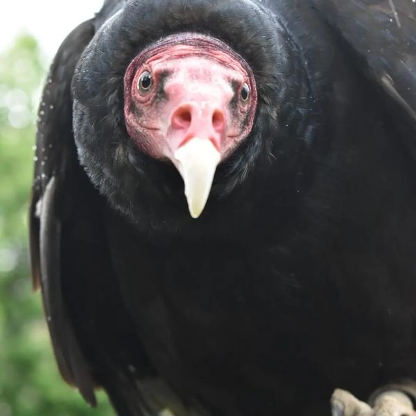 MONCALIERI – Recuperato l’avvoltoio disperso a Revigliasco
