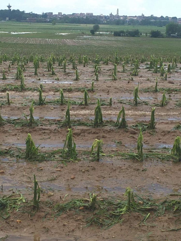 MALTEMPO – Ingenti i danni all’agricoltura dopo la tempesta di grandine