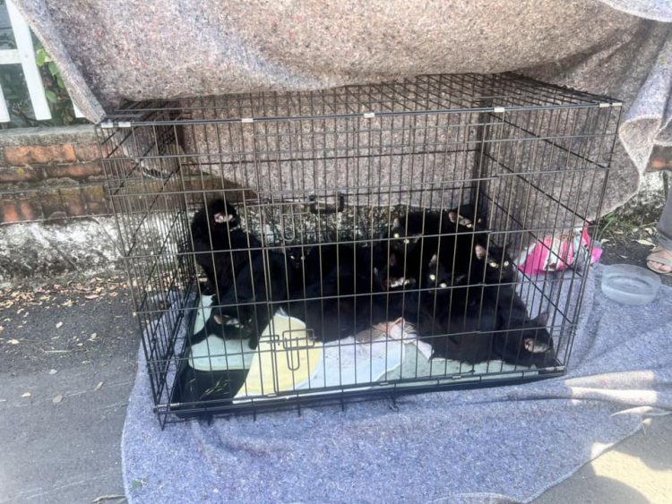 NICHELINO – Vergognoso abbandono di 15 gattini sulle rive del Sangone