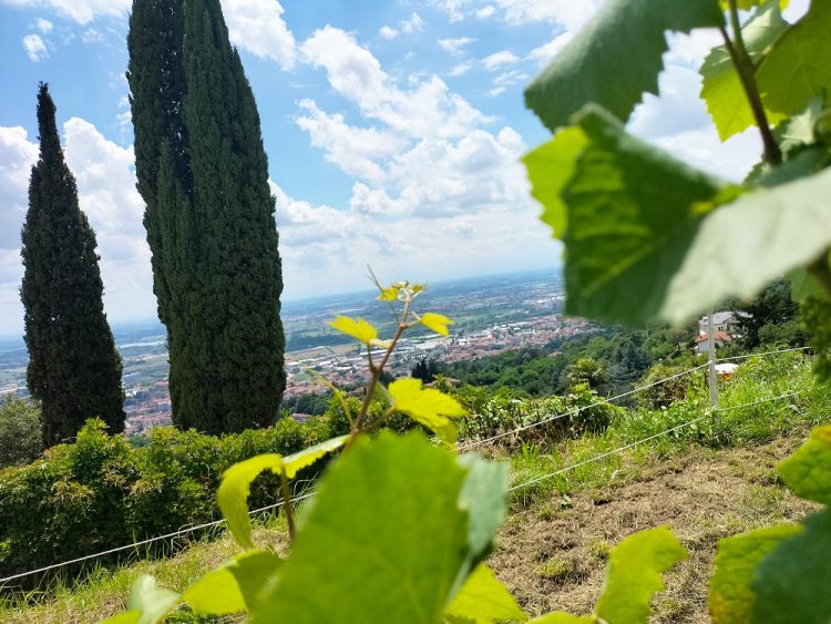 Moncalieri “Vigne e Ville” progetto per il rilancio del vino sulla collina