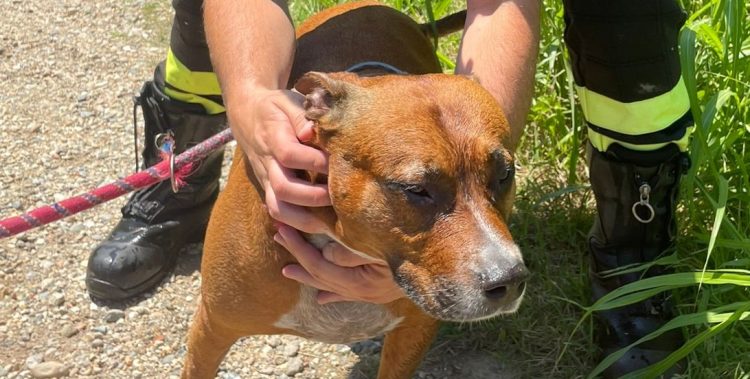 VINOVO – Vigili del fuoco salvano cane finito nel Chisola