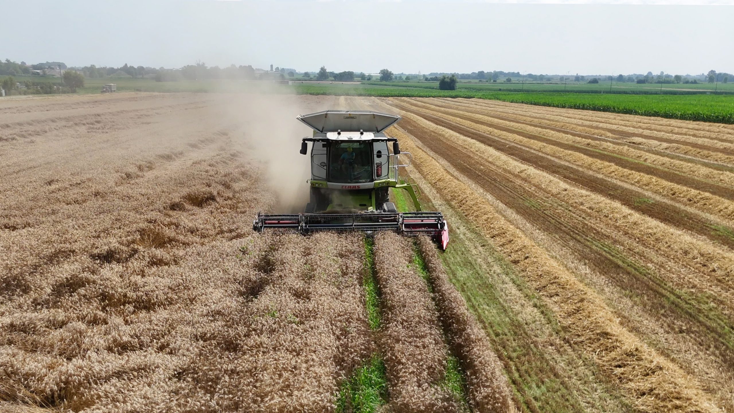 MALTEMPO – Raccolto del grano in crisi, problemi anche a Stupinigi