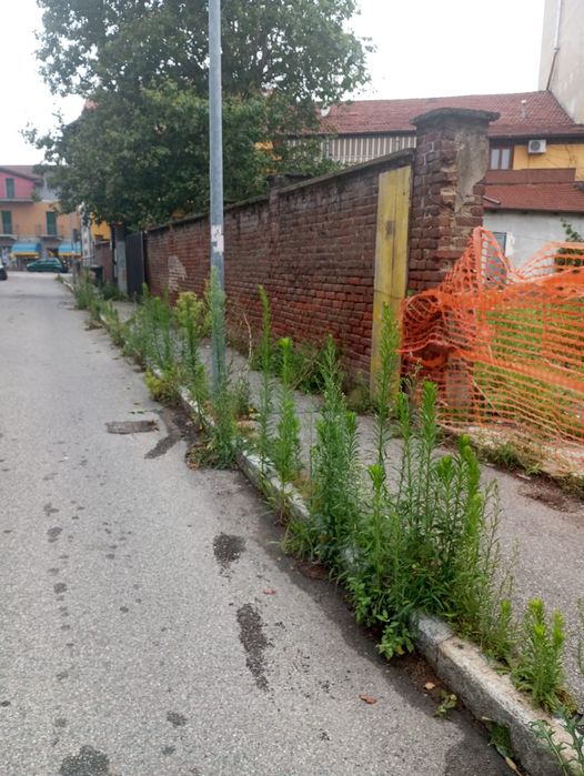 NICHELINO – Arbusti alti anche un metro, il sindaco: ‘Serve un’opera di manutenzione corposa’
