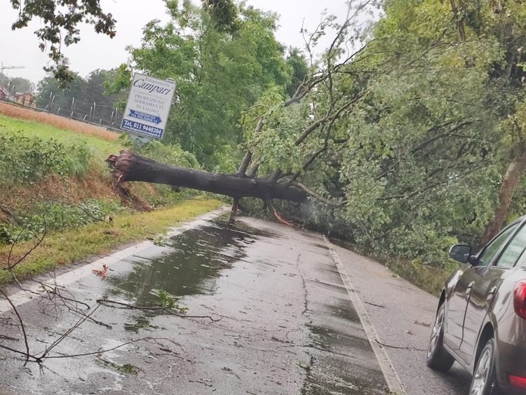 CAMBIANO – Strage di alberi: solo durante l’ultimo temporale ne sono caduti trenta