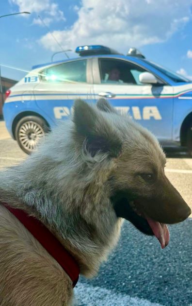 La Polizia di Stato trae in salvo un cane
