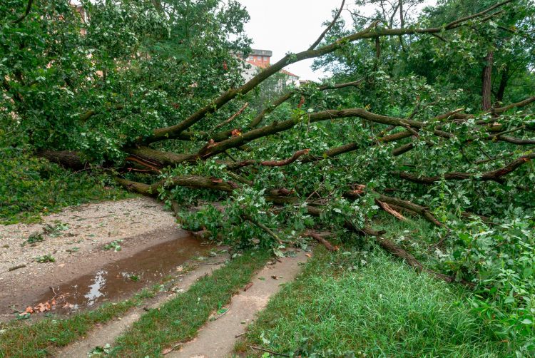 NICHELINO – Parco Boschetto chiuso due giorni per togliere le piante cadute dal maltempo