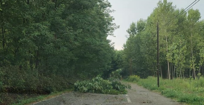 POIRINO – Maltempo: albero caduto su via Alberassa