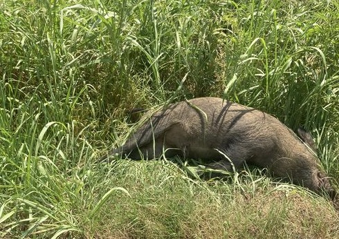 MONCALIERI – Cinghiale investito su strada Revigliasco