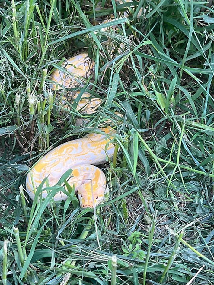 Recuperato a Vinovo e portato al Canc un pitone reticolato albino