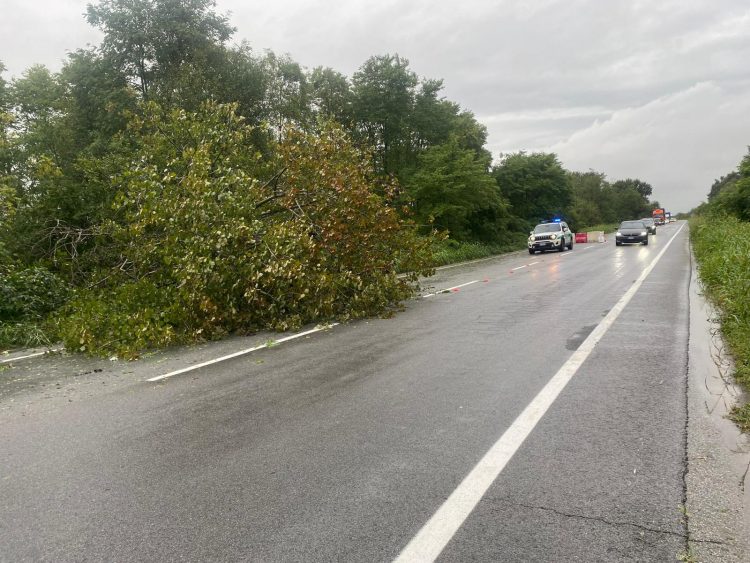 MALTEMPO – Alberi caduti in strada in zona sud