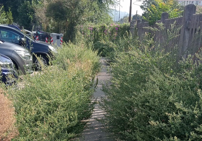 NICHELINO – Continuano le lamentele per le erbacce a lato strada