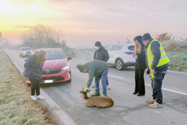 CARMAGNOLA – Giovane capriolo investito da un’auto a inizio gennaio